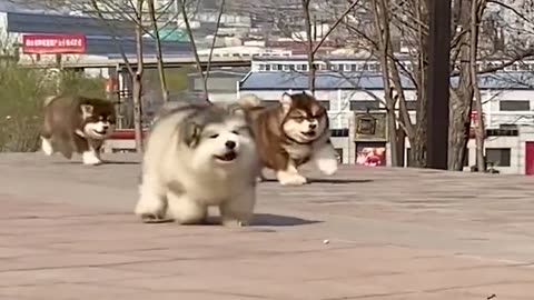 This is a group of dogs walking, the music starts, the actor enters