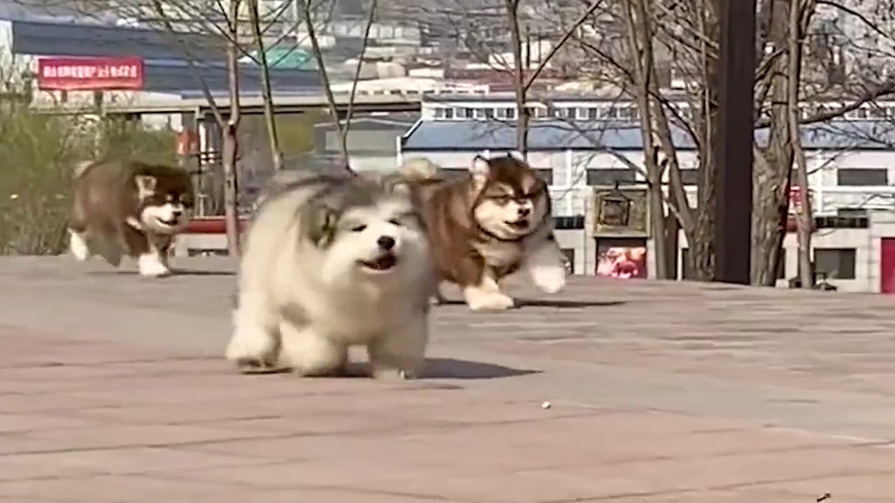 This is a group of dogs walking, the music starts, the actor enters