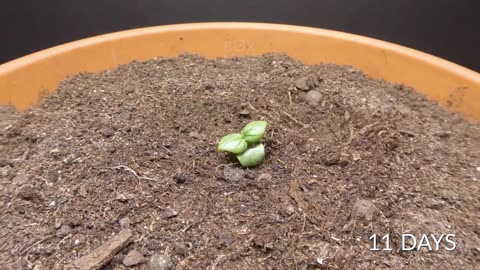 Growing THAI BASIL Time-lapse - 70 Days