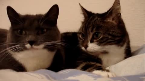 Cats Having Fun Together