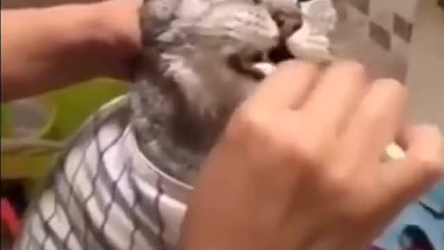 Woman Clean a teeth cat