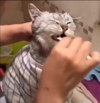 Woman Clean a teeth cat