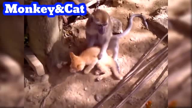 Funny Monkey and Cat Friendship