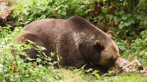 Brown bear in hi Definition