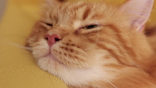 There is nothing in the world better than cats