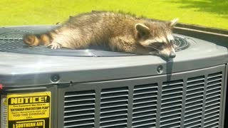 Raccoon Enjoys Breeze from Air Conditioner