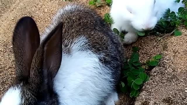 💖🐇🐇Loving Baby Rabbits💖🐇🐇