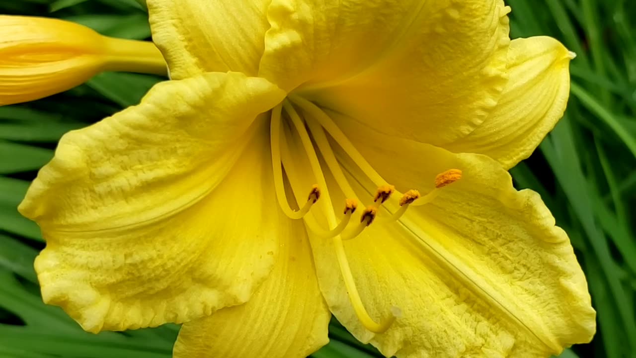 Yellow Daylily Flowers