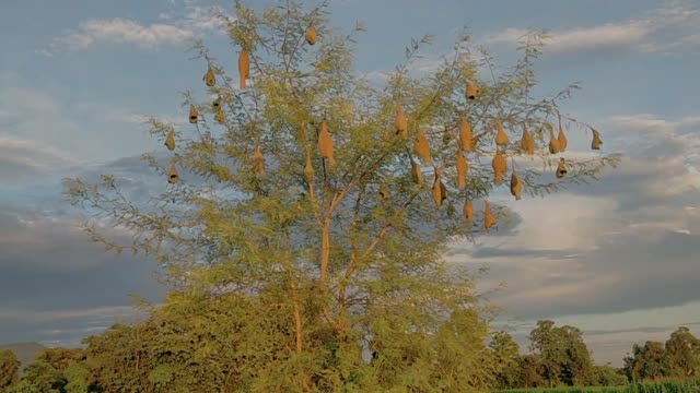 birds relaxing in the evening