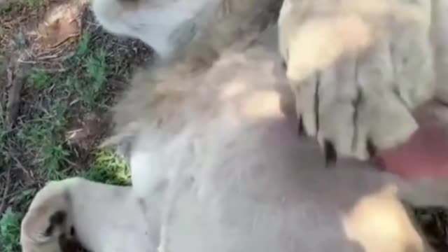 Get up close and personal with lions