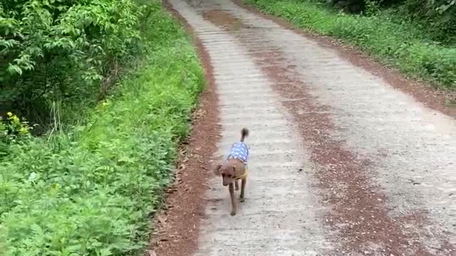 Walking dogs