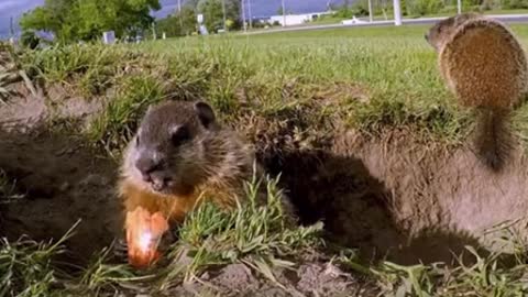 Baby groundhog happily eating apple slice treats