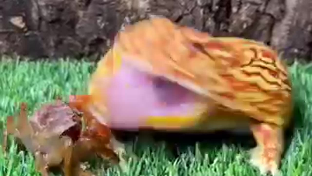 Funny frogs eat everything