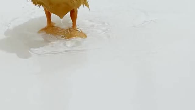 duck#splash#asmr