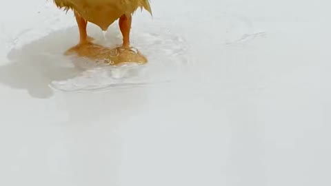 duck#splash#asmr