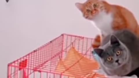 cute cat