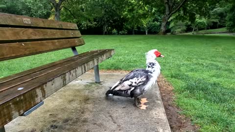 🦆 Duck SPOOKED by chasing Dogs 🦆
