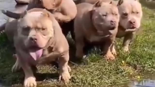 Dogs, dogs short video pitbull dog video #dogs#pitbull