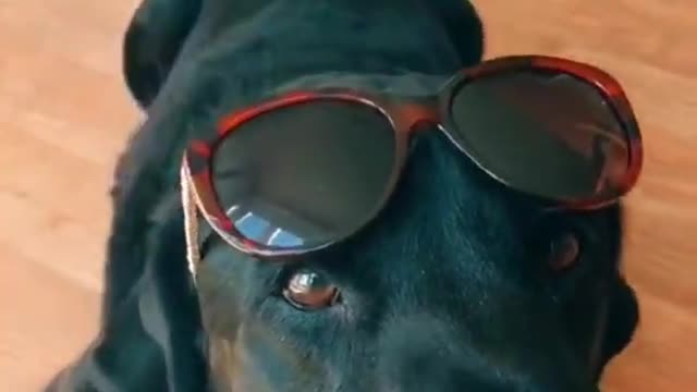 Danger Dog Dance