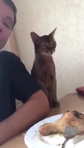 Cat Tries To Show Love To Owner While Stealing Drumstick!
