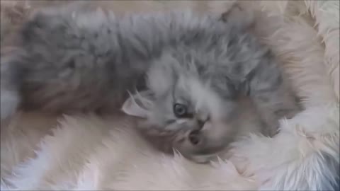 A Funny Day in life of a Persian Cat