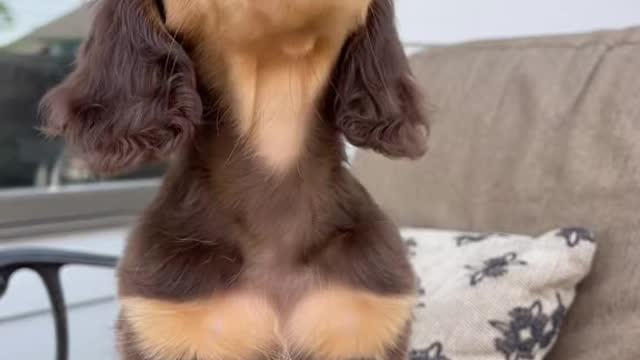 i love this vid of my puppy 🥹🐾