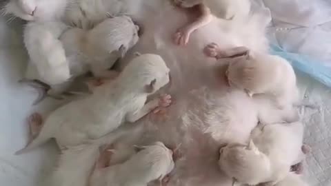 Our little baby drinking milk with kitty