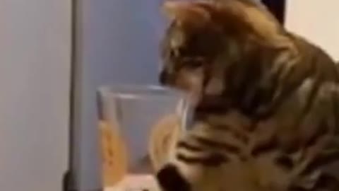 Sweet cat tries to drink a glass of water