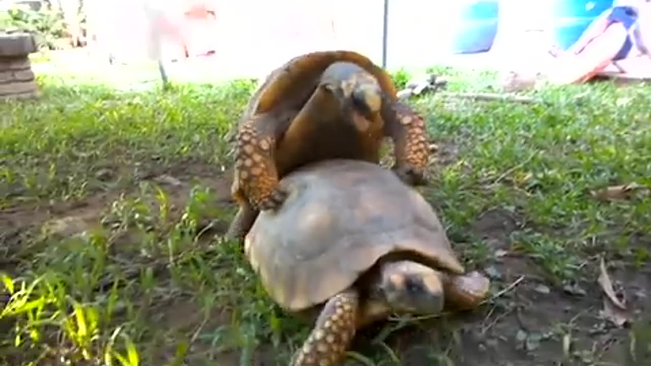 Turtle makes weird noise while humping another turtle