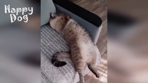 Приколи з собаками