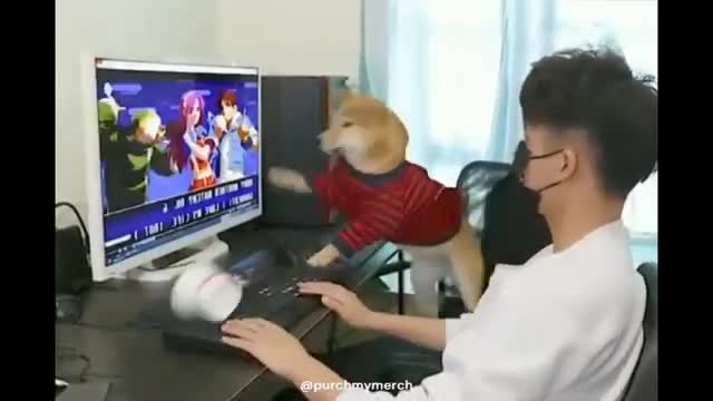 cachorro jogando