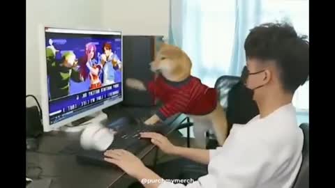 cachorro jogando