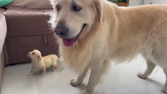 Golden retriever meets a puppy like himself