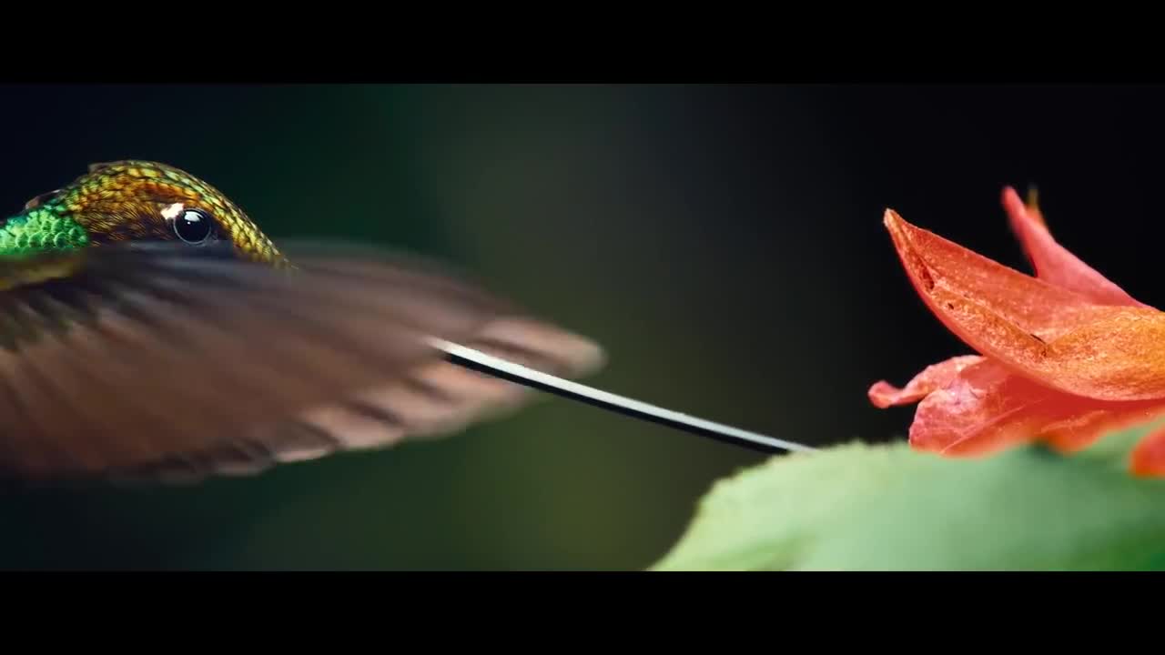 DON'T LOOK UP it