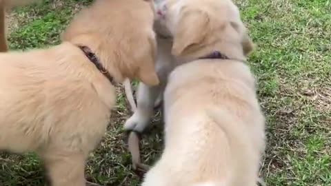 Puppies with mommy