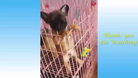 Funny pets who acts very weird