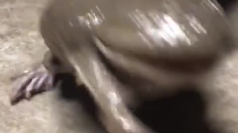 Screaming Budgetts Frog