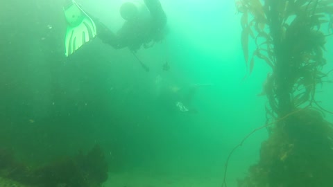 5 Mayo 21 dive