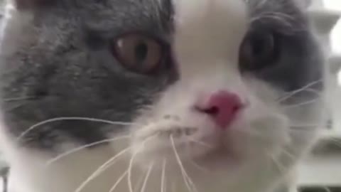 This is the real Talking cat, you can understand this without subtitles 😂, Others are paid actors...