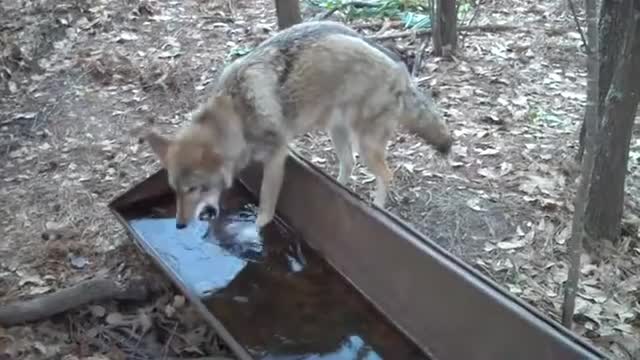Wolf gets a brain freeze drinking cold water