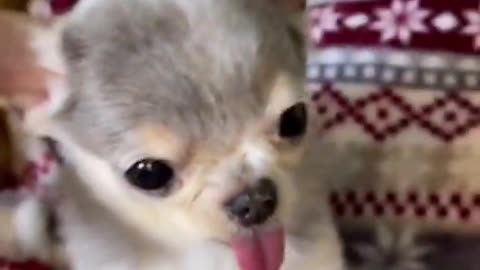 Cutest dog ever