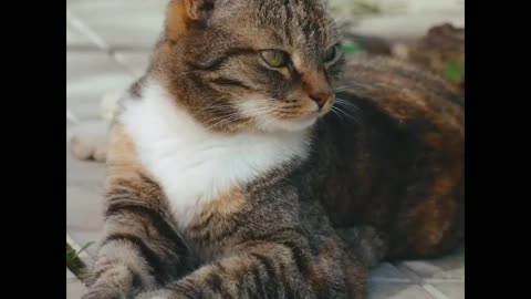 Most funny and cute cat sitting on the road