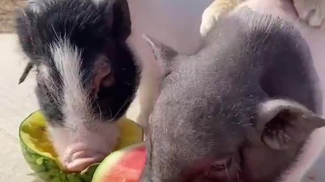 Most funny cutest baby animal vedio