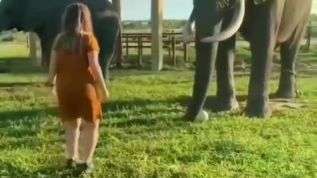 elephant playing with a little girl