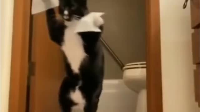 Cat walking on there two legs