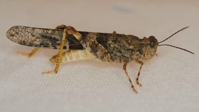 A big brown grasshopper on the chair