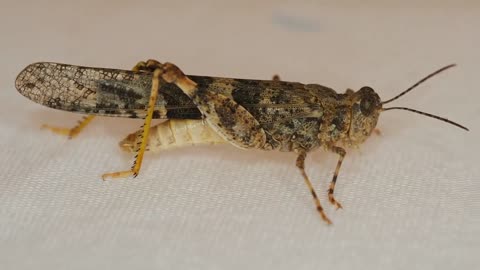 A big brown grasshopper on the chair