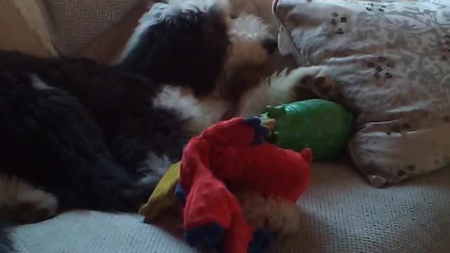 Conversation with a sheepadoodle......kinda