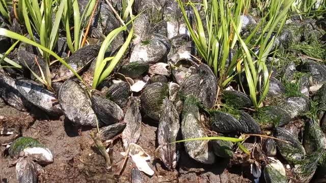 Muscles in the marsh