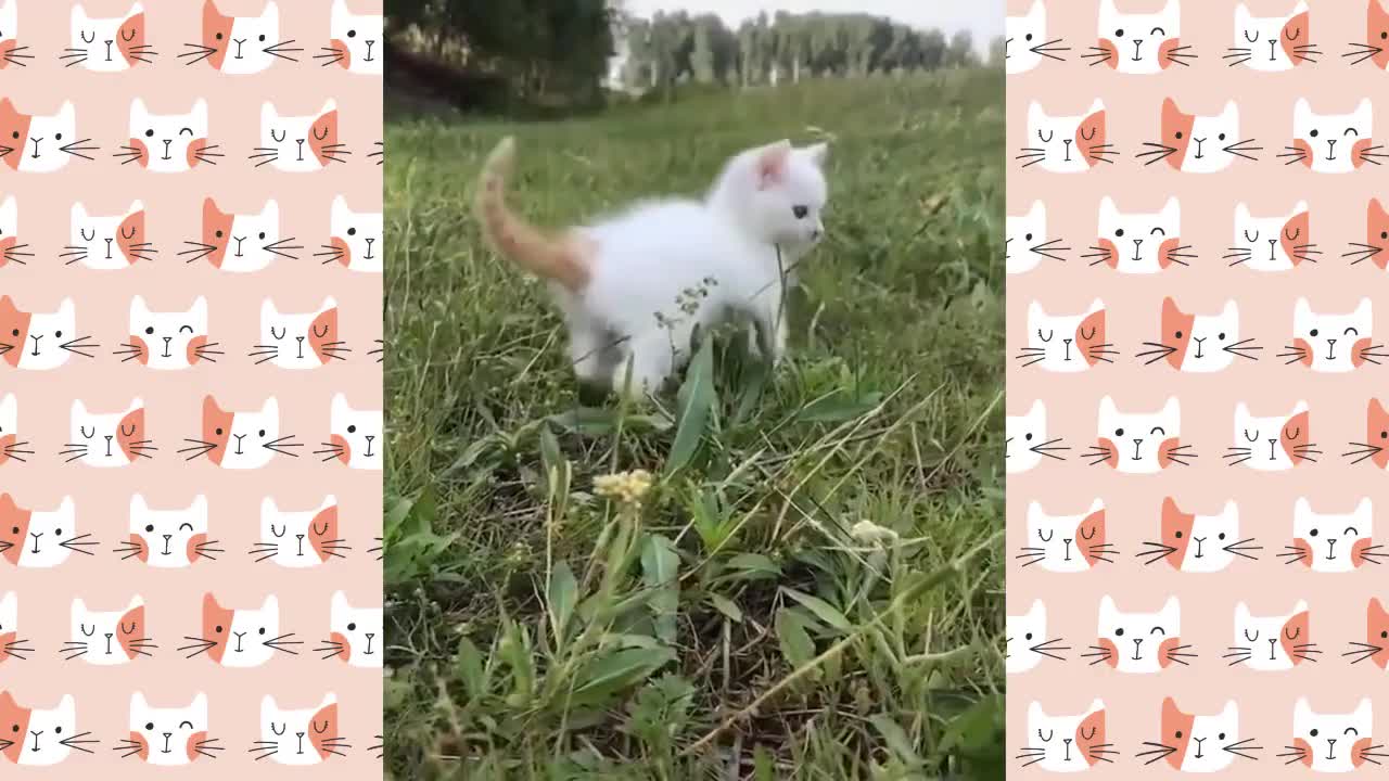 see this fun cat video